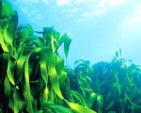 BingoSpa Collagen Mud 250g  ماسك طين البحر الميت بالكولاجين